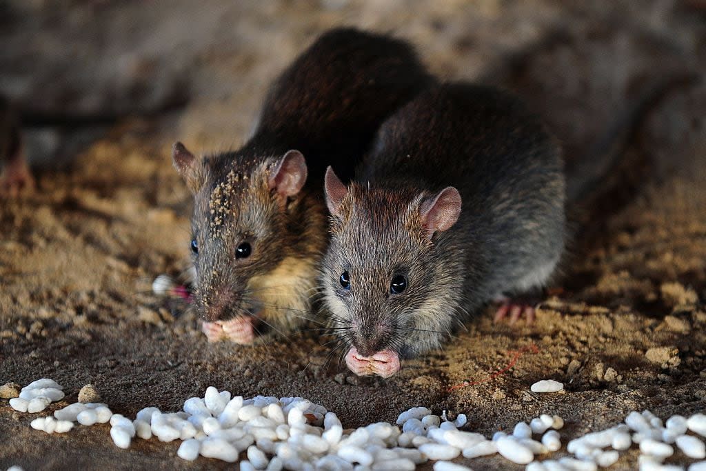 Rats chow down on grains of puffed rice in this file photo. (Sanjay Kanojia/AFP/Getty Images - image credit)