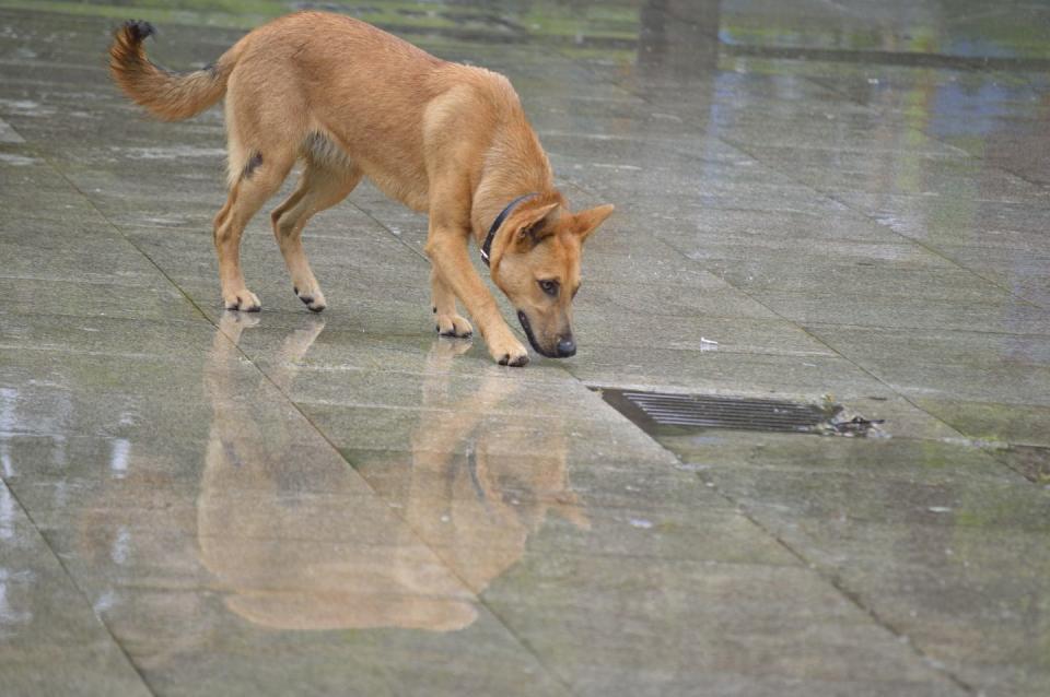 <p><strong>State Dog: Chinook</strong></p><p>The working sled dog is the only breed to<a href="https://www.nh.gov/almanac/animal.htm" rel="nofollow noopener" target="_blank" data-ylk="slk:have originated in New Hampshire.;elm:context_link;itc:0;sec:content-canvas" class="link "> have originated in New Hampshire. </a><br></p>