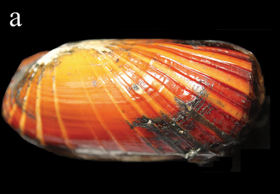 The new species of bivalve has ridges on the shell with flattened summits, the researchers said. Zhibin Gan and Dong Dong via Yang M, Li B, Gan Z, Dong D, Li X (2024)/ZooKeys