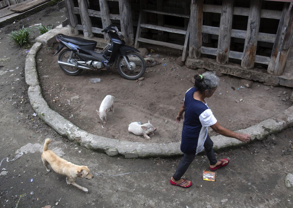 In this Saturday, Oct. 26, 2019, photo, a villager walks past piglets in front of a traditional house in Sibandang Island, during Toba Pig and Pork Festival in Muara, North Sumatra, Indonesia. Christian residents in Muslim-majority Indonesia's remote Lake Toba region have launched a new festival celebrating pigs that they say is a response to efforts to promote halal tourism in the area. The festival features competitions in barbecuing, pig calling and pig catching as well as live music and other entertainment that organizers say are parts of the culture of the community that lives in the area. (AP Photo/Binsar Bakkara)