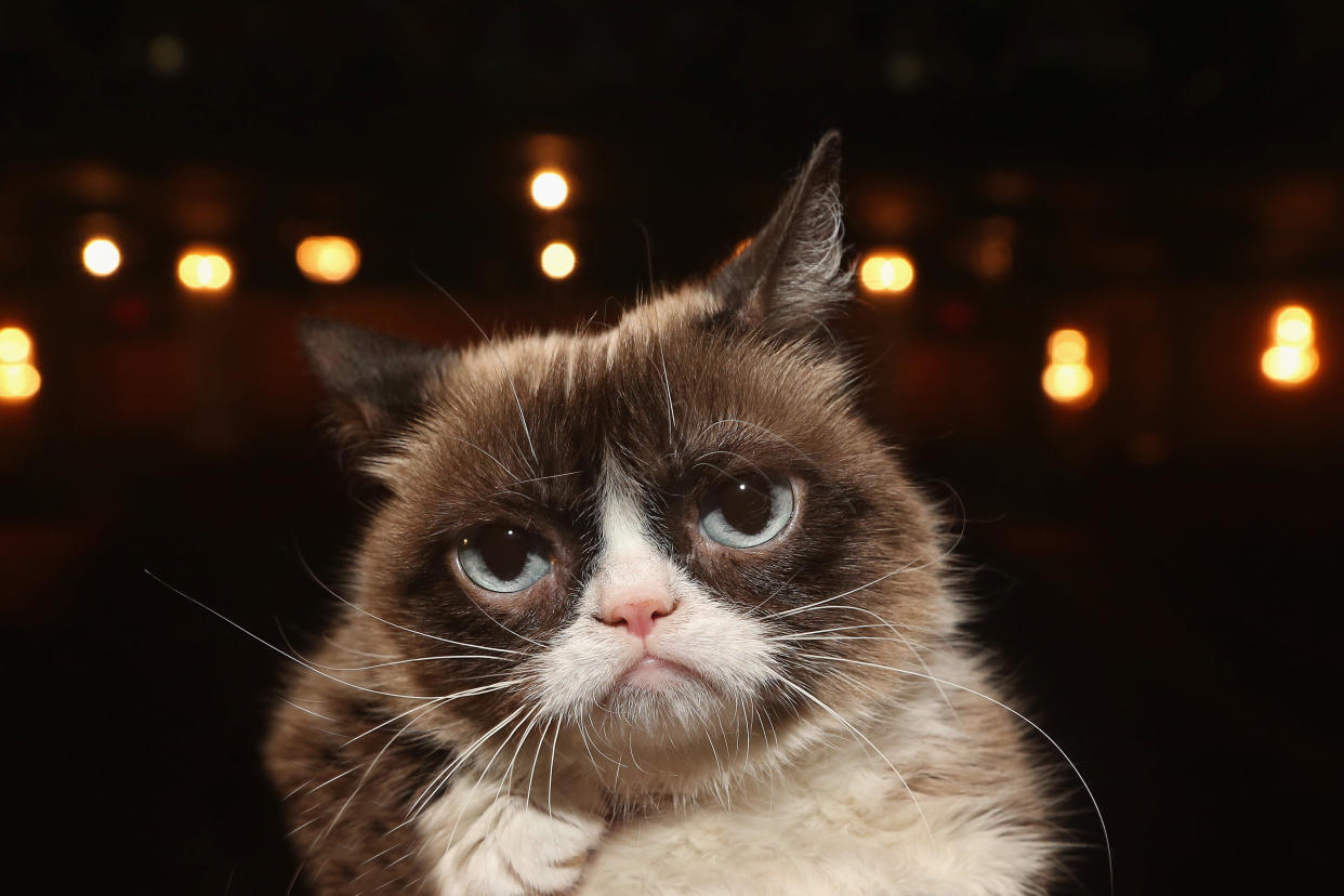 Grumpy Cat ist im Alter von nur sieben Jahren verstorben. (Bild: Getty Images)