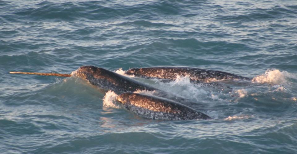 A pod of narwhals. Note the spiral configuration of the single tusk.