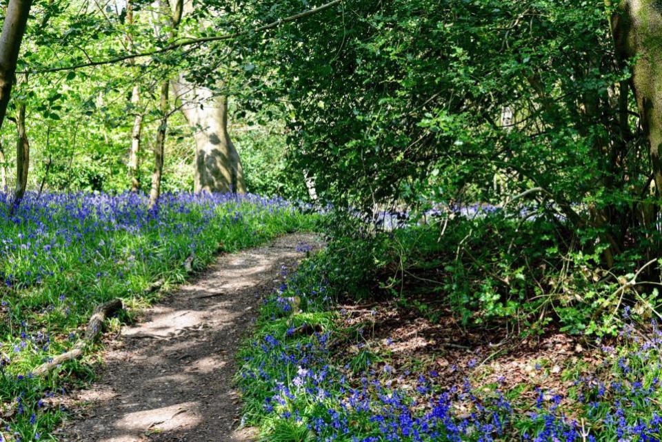 Watford Observer: 'Dappled light in the bluebell woodland'