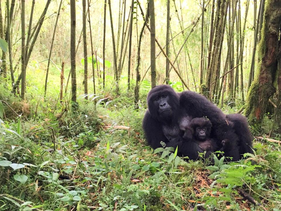 Gorilla trekking in Rwanda