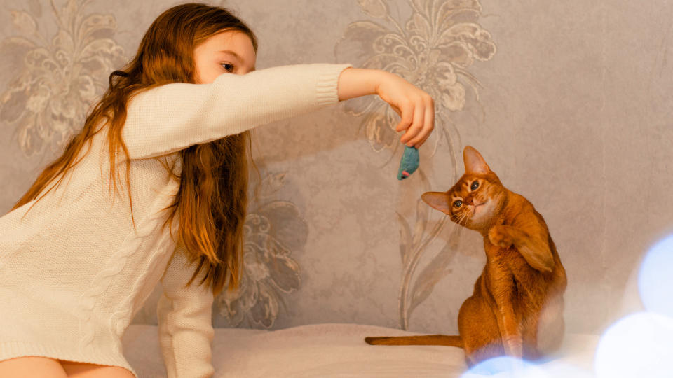 girl playing with her Abyssinian cat