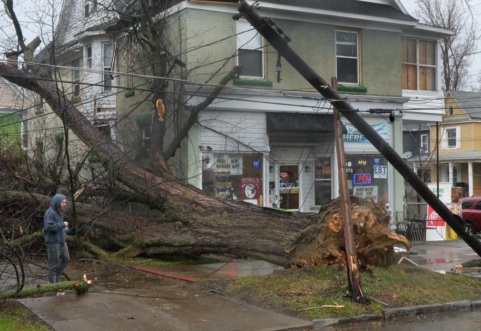 A large tree fell between two houses located on the northwest corner of West Tenth and Raspberry streets in Erie on Jan. 9, 2024. High winds caused trees to fall throughout Erie County Tuesday, leaving many residents without power.