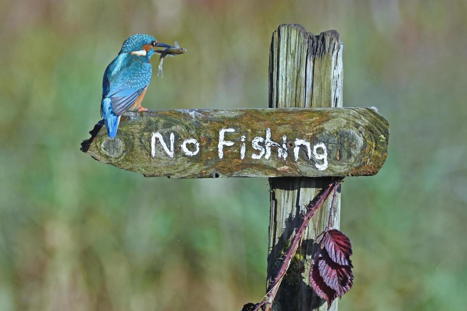 A Kingfisher landing on a