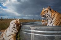 Clay, Daniel, and Enzo, three of 39 tigers rescued from an animal park in Oklahoma, gather at a pool at the Wild Animal Sanctuary in Keenesburg, Colorado. They will live out their lives here, with proper nutrition and vet care. (National Geographic/Steve Winter)
