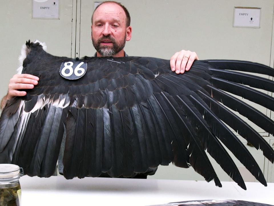 Collections manager Chris Milensky holding up a wing specimen of a California condor that is almost as big as him.