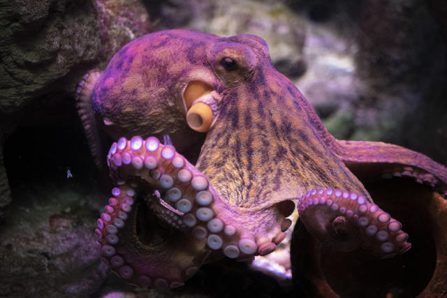Octopuses torture and eat themselves after mating, and scientists finally  know why