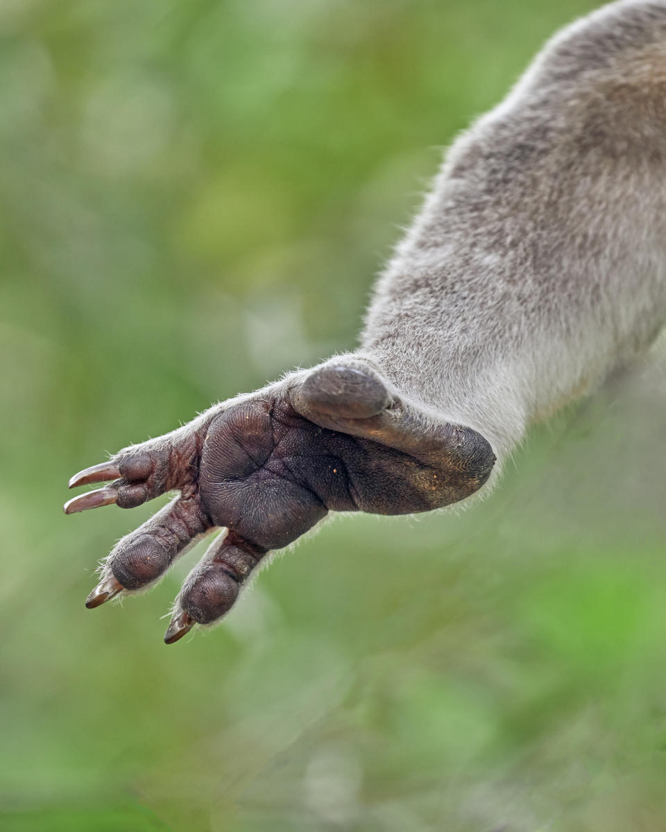 The padding underside of a koala's paw, with long fingernails