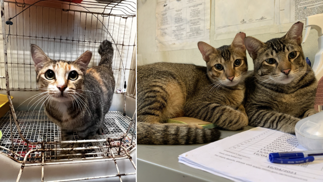 Cats and kittens for adoption in Singapore