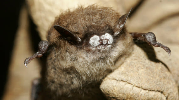 570_Bat_White_Nose_AP.jpg