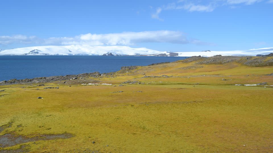 A part of the island of Barrientos that has given way to plant life. -Dan Charman