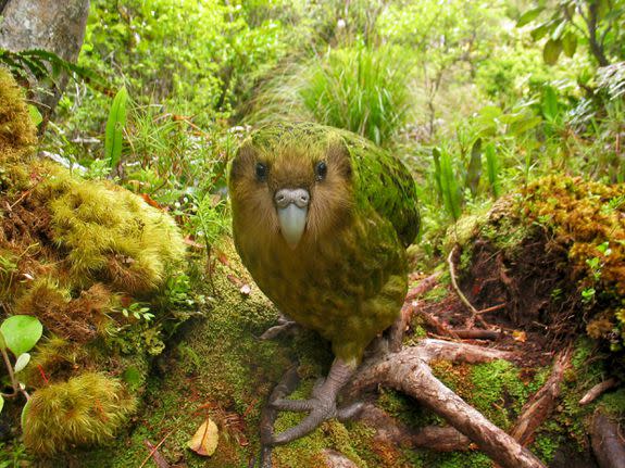 A Kakapo flightless parrot seen in January 2011.