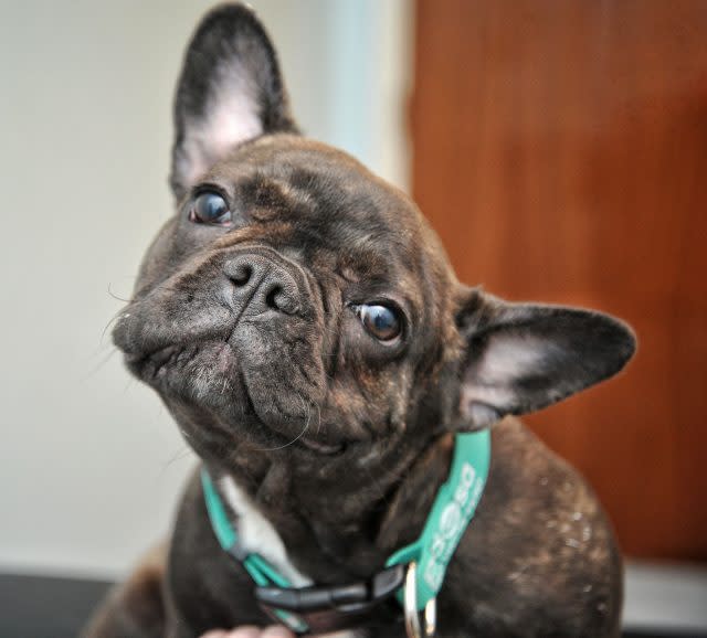 Narla the French bulldog puppy (PDSA/PA)