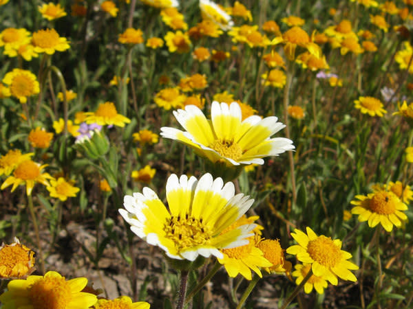 California native annual plants, such as the ones pictured here, are under threat from invasive species.