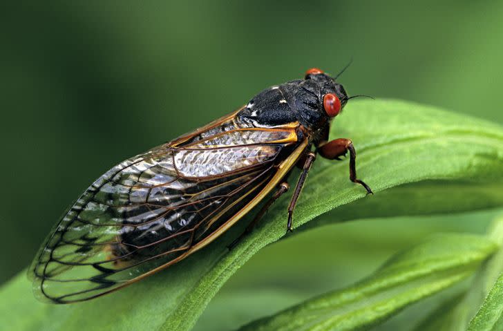 periodical cicadas