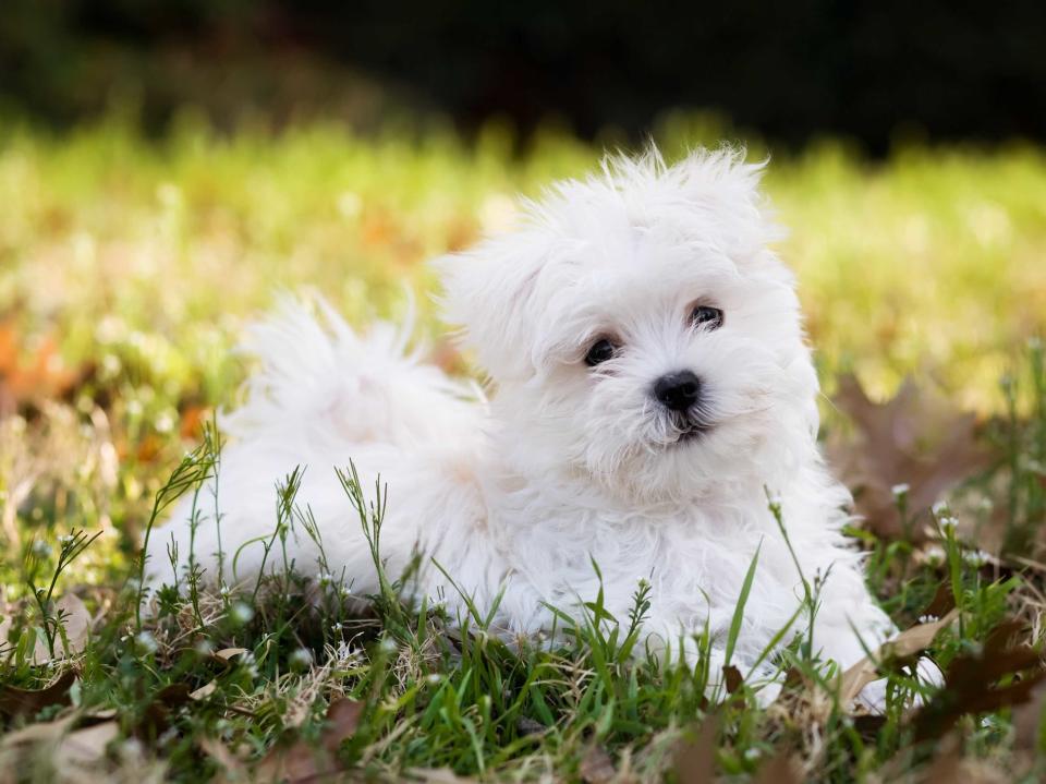 maltese puppy