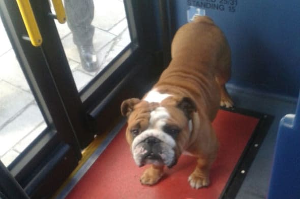 Bulldog travels 2 miles on bus in Brighton without owner