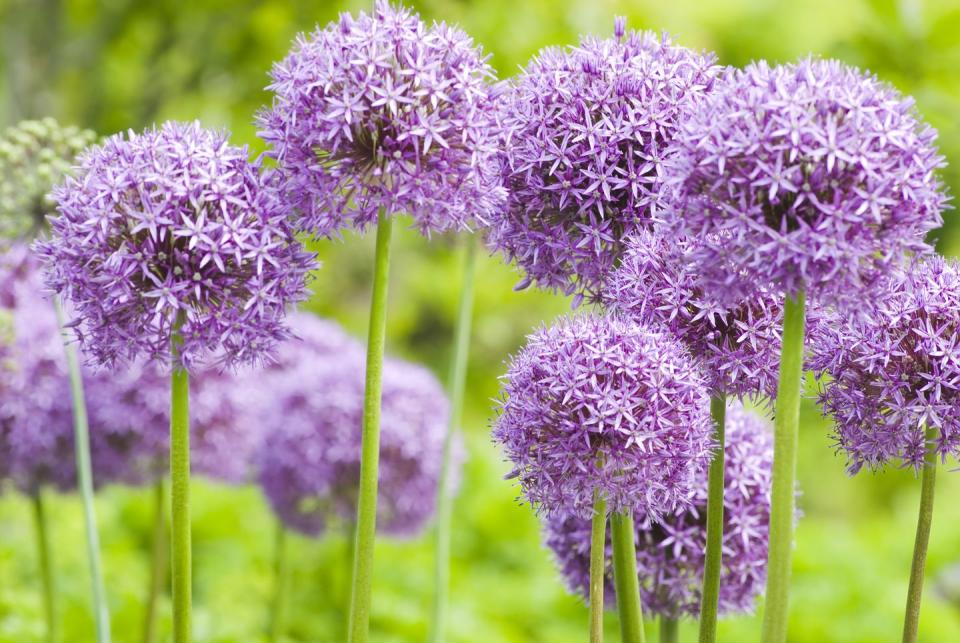 plants that repel mosquitoes allium