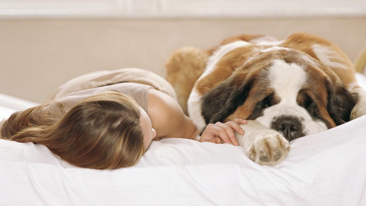 woman lays on bed next to Saint Bernard