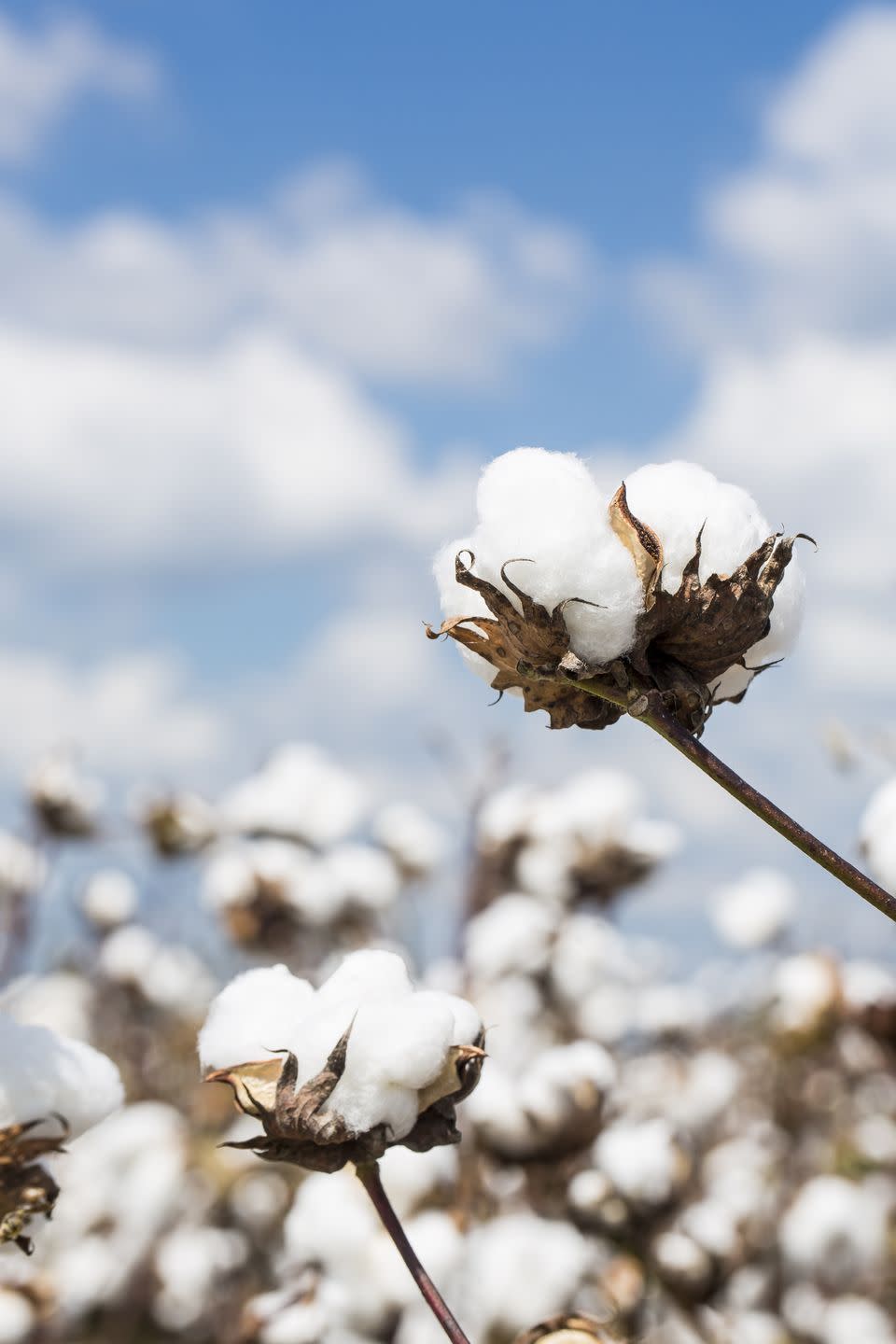 cotton plant in a louisiana field