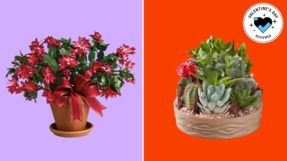 Forget what you know about cacti, these plants are both untraditional and charming, great for anyone who's not a fan of flowers.