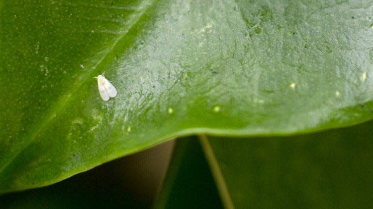 A whitefly is shown on a ficus leaf on Brazilian Avenue in 2018. The whitefly was able to invade and infest these plants with no deterrents.