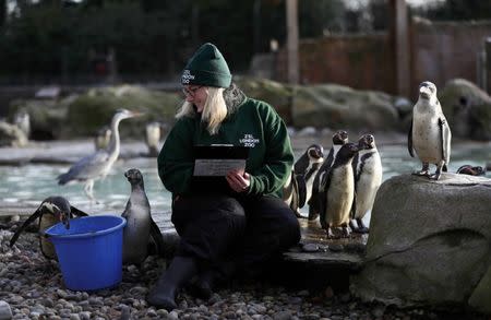 Zoo keeper Suzi Hyde counts Humboldt penguins during the annual stocktake at London Zoo in London, Britain January 3, 2017. REUTERS/Stefan Wermuth