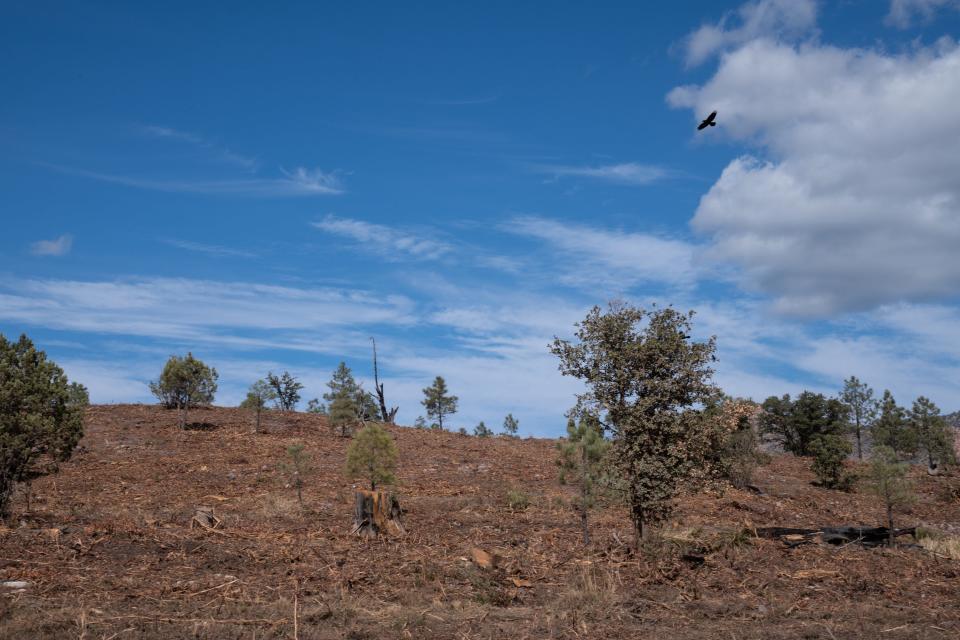 A treated Dude Fire burn scar area in the Tonto National Forest northeast of Payson, Ariz., on Oct. 26, 2023.