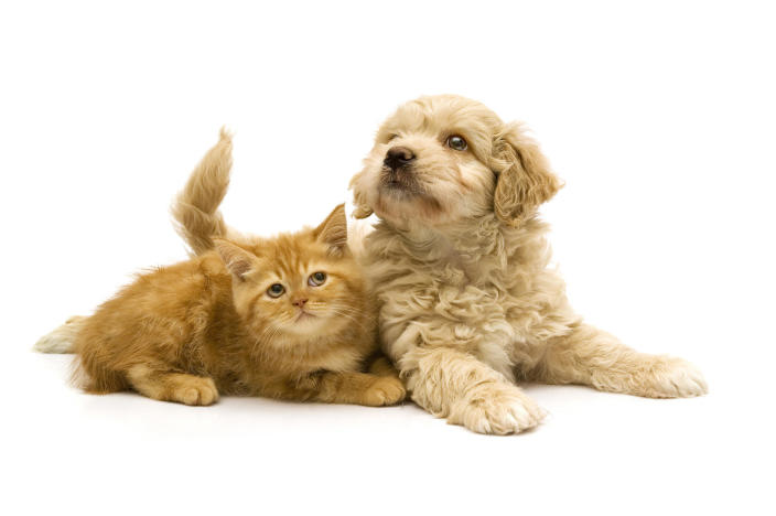 Pet insurance costs are influenced by multiple factors. / Credit: Getty Images