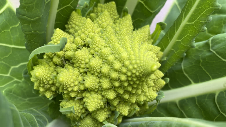 Romanesco broccoli