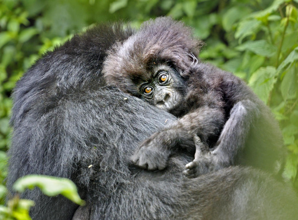 Mountain Gorilla(Gorilla beringei)in habitatRwanda