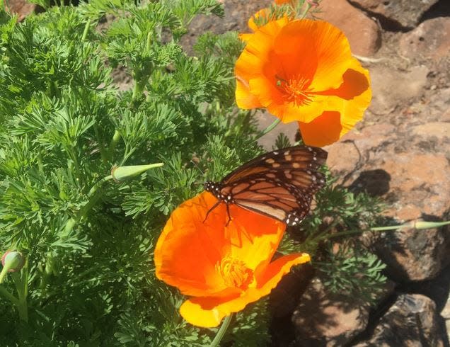 A monarch butterfly lands on a California poppy.  In July 2022, the International Union for Conservation of Nature re-classified the migratory butterfly as endangered.