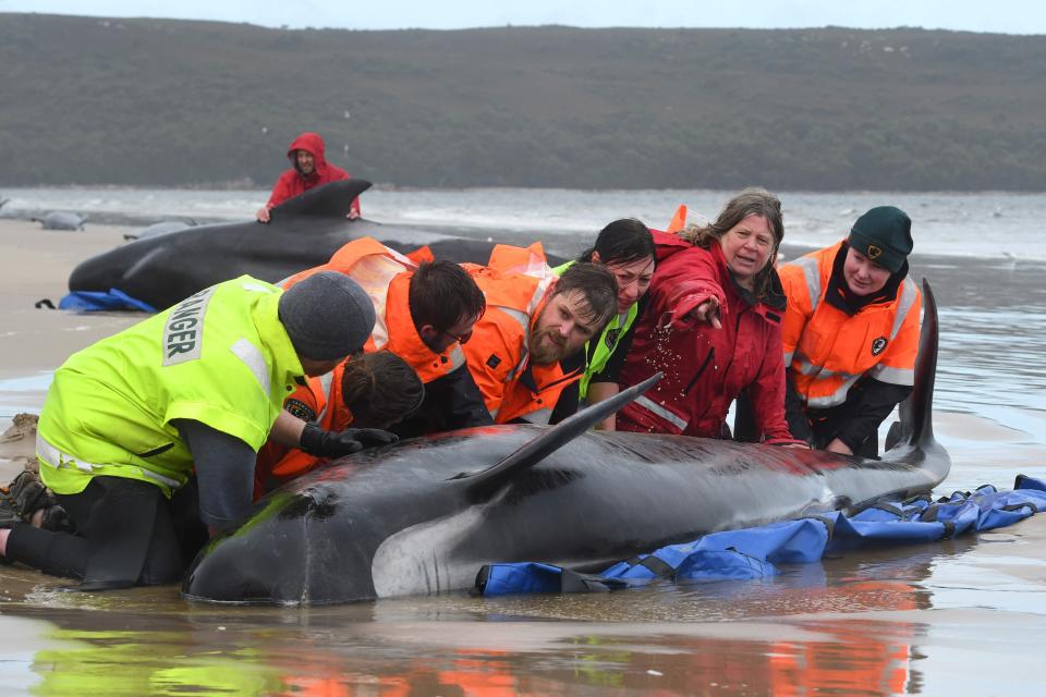 Image: Rescuers work to save a pod of whales stranded on a beach in Macquarie Harbour on the rugged west coast of Tasmania. (BRODIE WEEDING / AFP - Getty Images)