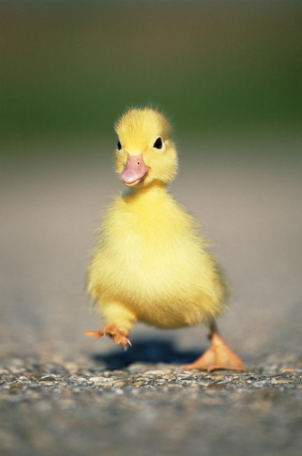 Tiny duck