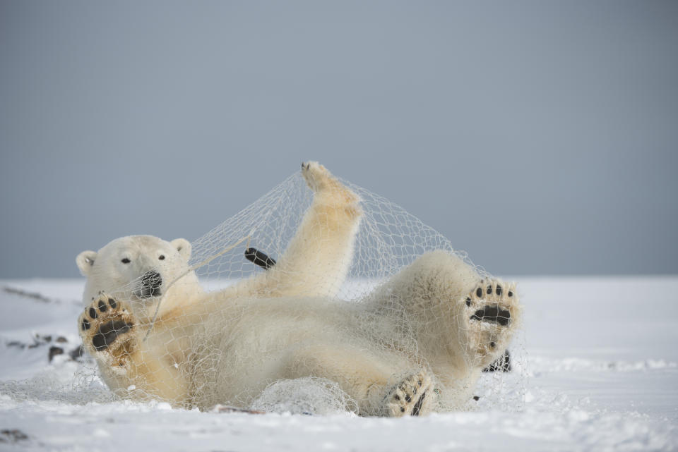 這隻北極雄把魚網當作玩具，但這也證明人類對自然的破壞，無遠弗界。 (Steven Kazlowski / Barcroft Media/Barcroft Media via Getty Images)