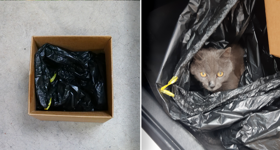 Pictured left is a bag inside a box on the ground. Right is Stitch the cat peering out of the bag.