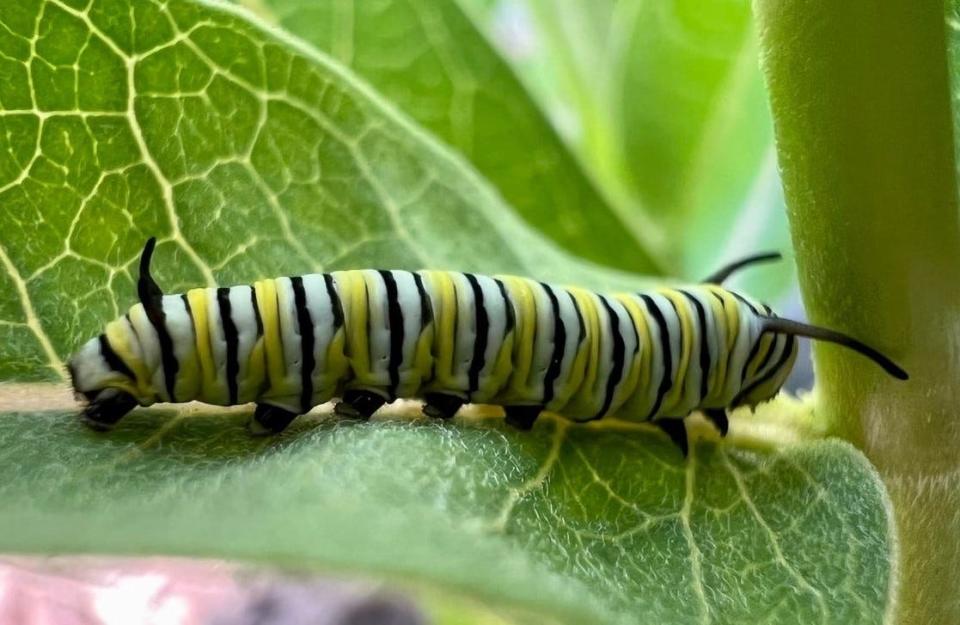 An example of a light-colored monarch caterpillar.