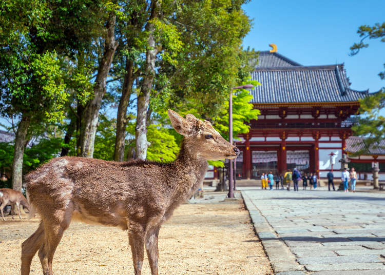 10項奈良旅遊全攻略！觀光景點、美食、飯店住宿、交通方式等