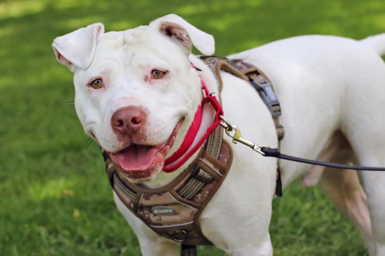 dog that was adopted by family with deaf son