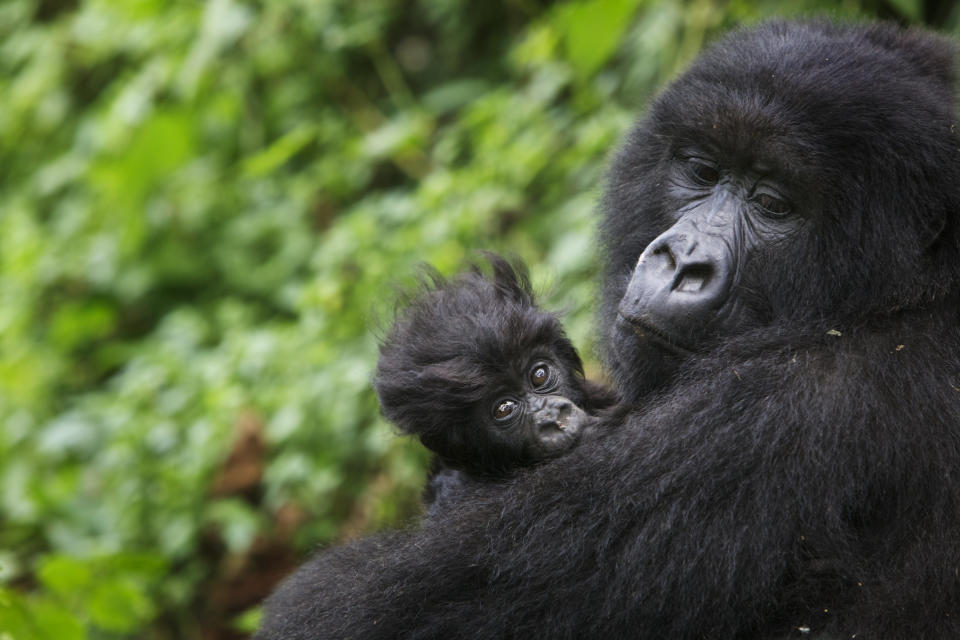 Mother Gorilla holding a three week old baby Gorilla, virunga Mountains, Rwanda