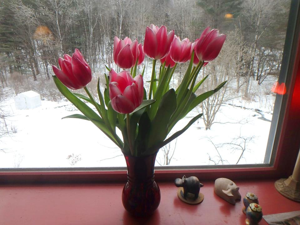 Tulips brighten a winter day.