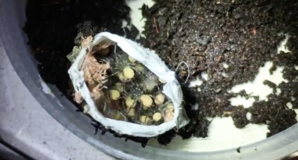 Hundreds of baby funnel-web spiders crawl out of a sac. Image: