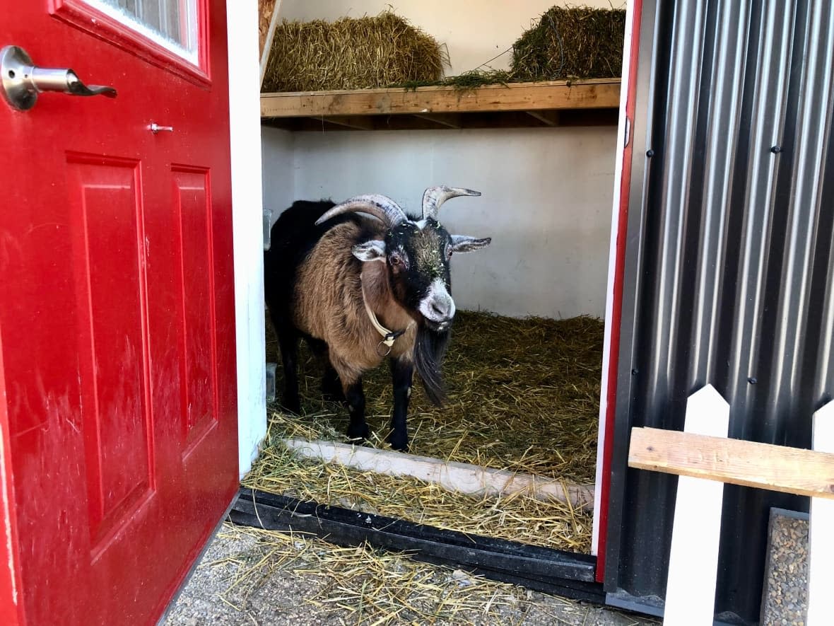 Bobby Brown lives in a heated, straw-filled, newly built shed behind its owner's home in Ingersoll, Ont. (Rebecca Zandbergen/CBC News - image credit)