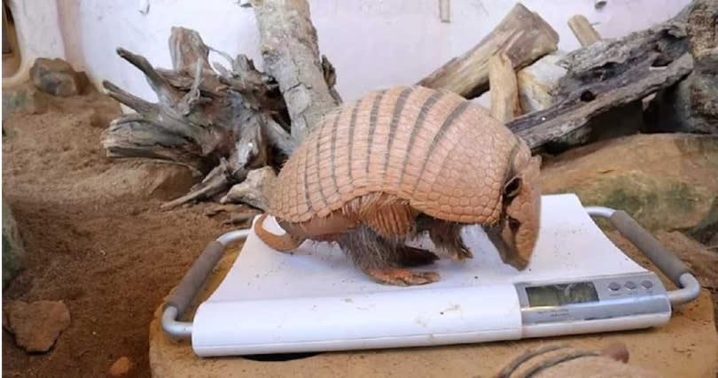 &#x0082f1;&#x00570b;&#x0052d5;&#x007269;&#x005712;&#x007684;&#x0072b0;&#x0072f3;&#x0096d9;&#x0080de;&#x0080ce;&#x004e5f;&#x0088ab;&#x008981;&#x006c42;&#x006e1b;&#x0080a5;&#x003002;&#x00ff08;&#x005716;&#x00ff0f;&#x007ffb;&#x00651d;&#x0081ea;&#x005353;&#x00897f;&#x0062c9;&#x0065af;&#x0052d5;&#x007269;&#x005712;&#x0063a8;&#x007279;&#x00ff09;