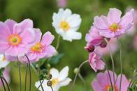 <p>Similarly, Japanese anemones contain the same unpalatable tissue and provide a zap of colour to any border.</p><p><a class="link " href="https://go.redirectingat.com?id=127X1599956&url=https%3A%2F%2Fwww.crocus.co.uk%2Fplants%2F_%2Fanemone--hybrida-september-charm%2Fclassid.2000010573%2F&sref=https%3A%2F%2Fwww.housebeautiful.com%2Fuk%2Fgarden%2Fg22065624%2Fplants-deter-slugs-garden%2F" rel="nofollow noopener" target="_blank" data-ylk="slk:BUY NOW;elm:context_link;itc:0;sec:content-canvas">BUY NOW</a></p>