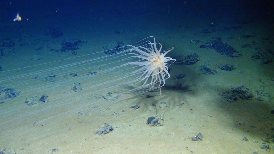 Eine Seeanemone im Zentralpazifik. Der Abbau von Rohstoffen bedroht die Lebewesen in der Tiefsee. Foto: Smith und Amon/ABYSSLINE Project