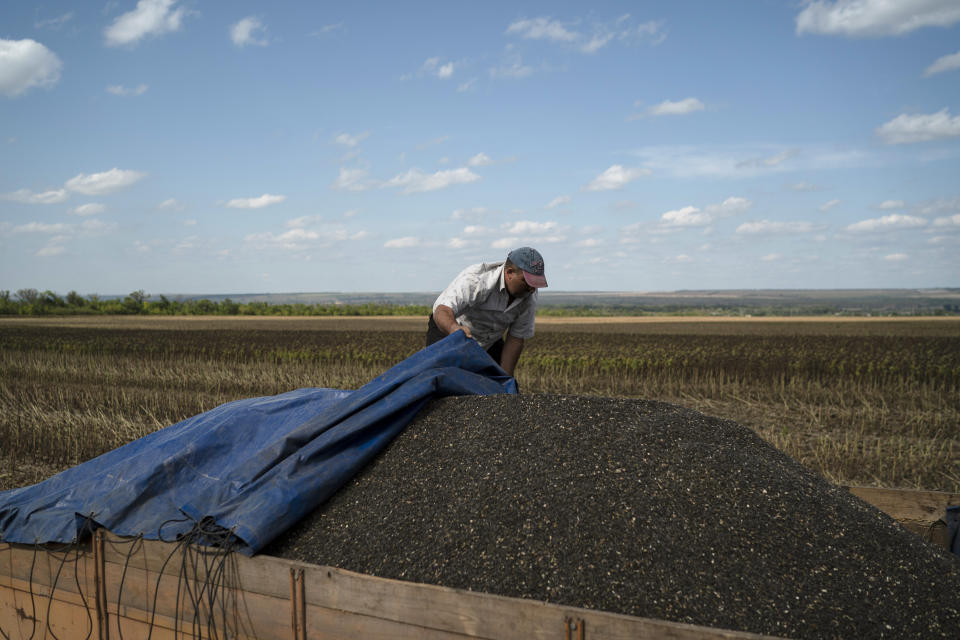 A driver uses a tarp to cover the back of his truck loaded with seeds during sunflower harvesting on a field in Donetsk region, eastern Ukraine, Friday, Sept. 9, 2022. Agriculture is a critical part of Ukraine's economy, accounting for about 20% of its gross national product and 40% of its export revenues before the war, according to the United Nations' Food and Agriculture Organization. The country is a key agricultural exporter and is often described as the breadbasket of Europe. (AP Photo/Leo Correa)